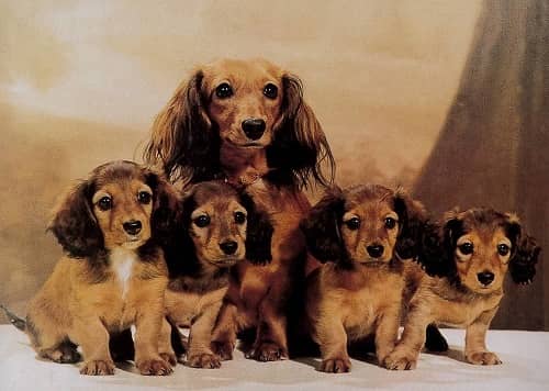 Hund, vykort, retro - flera hundraser