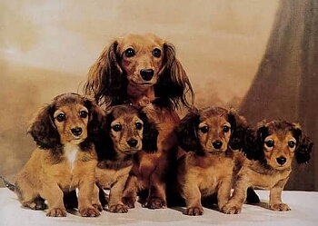 Hund, vykort, retro - flera hundraser