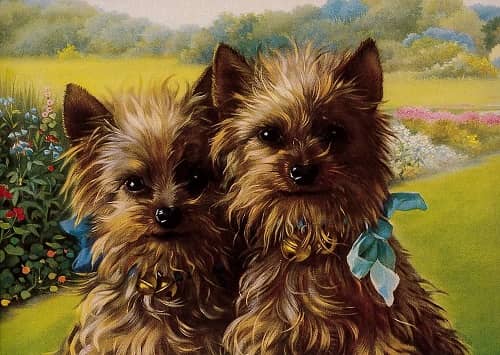 Hund, vykort, retro - flera hundraser - 10