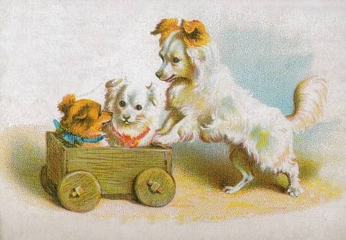 Hund, vykort, retro - flera hundraser - 2