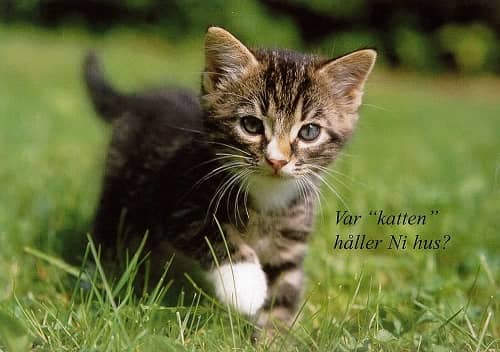 Katt - vykort. Kattkort med retro motiv. - 4