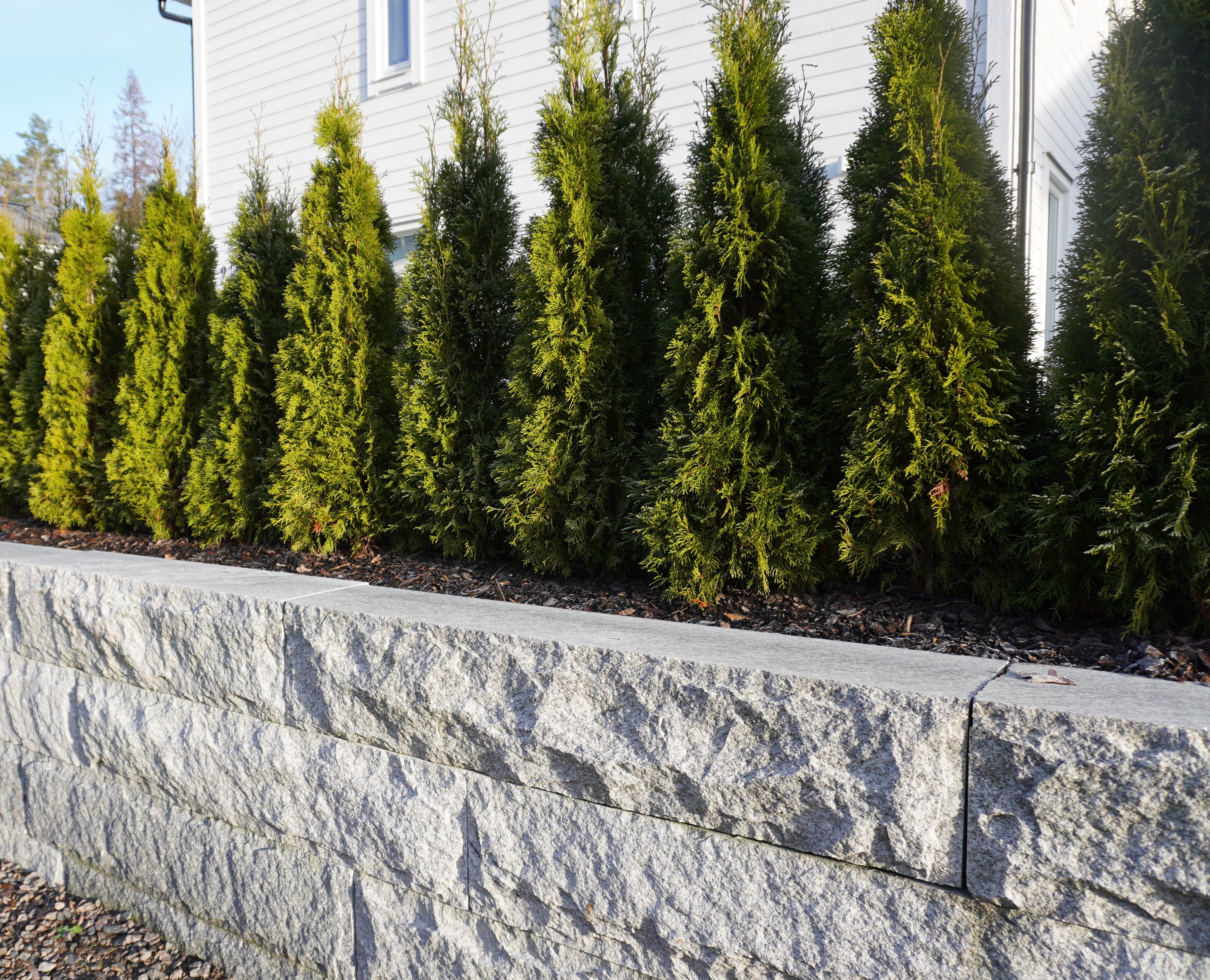Thuja Smaragd