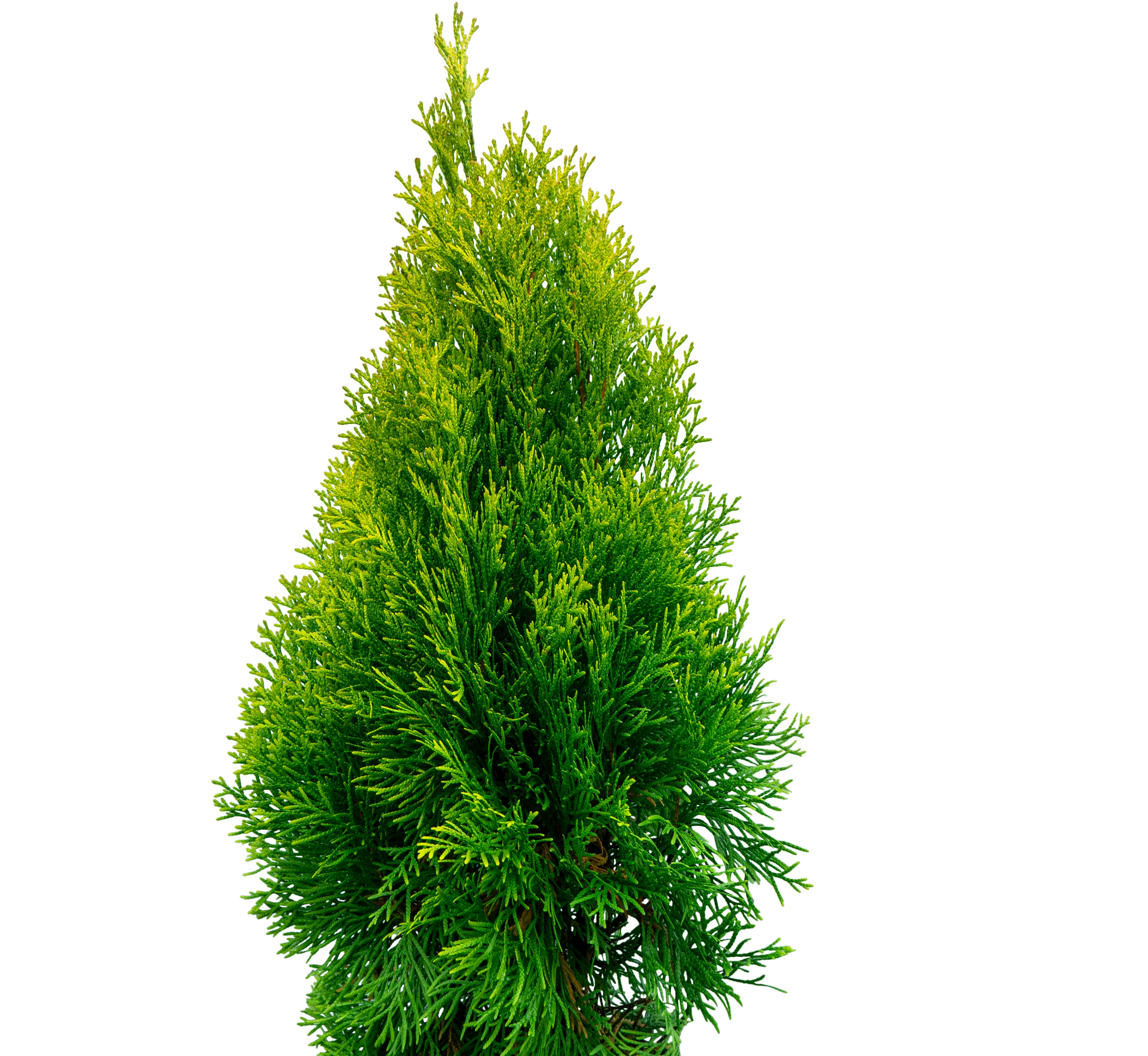 Thuja Smaragd