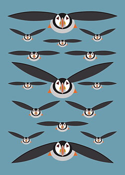 Puffin 7X5
