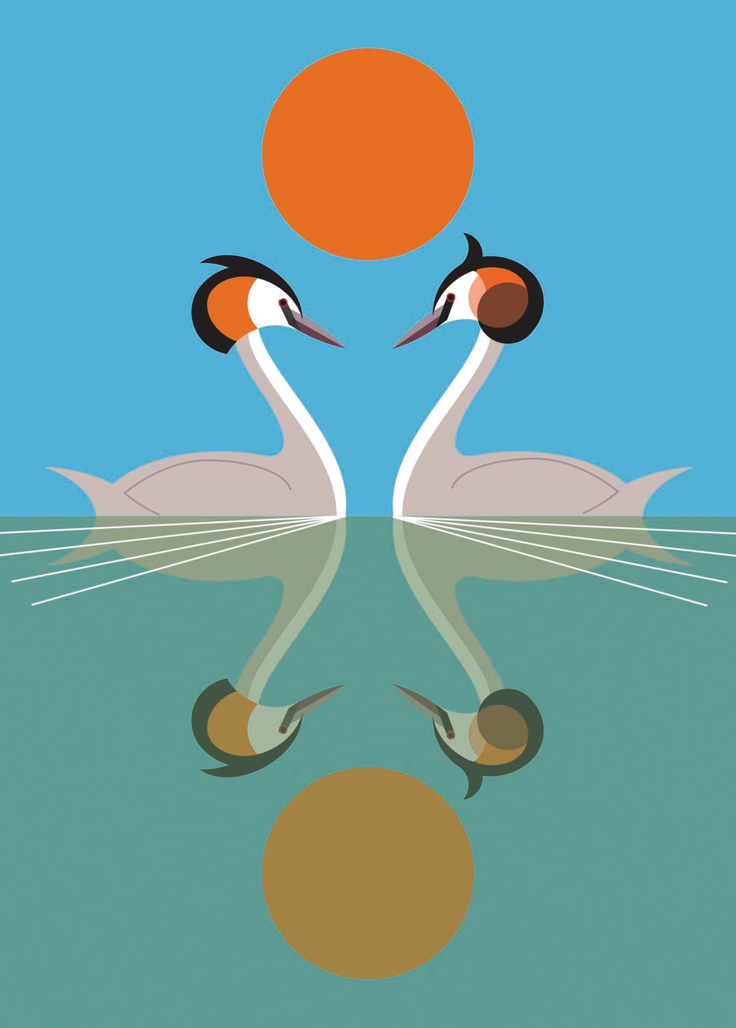 Crested Grebe 7X5