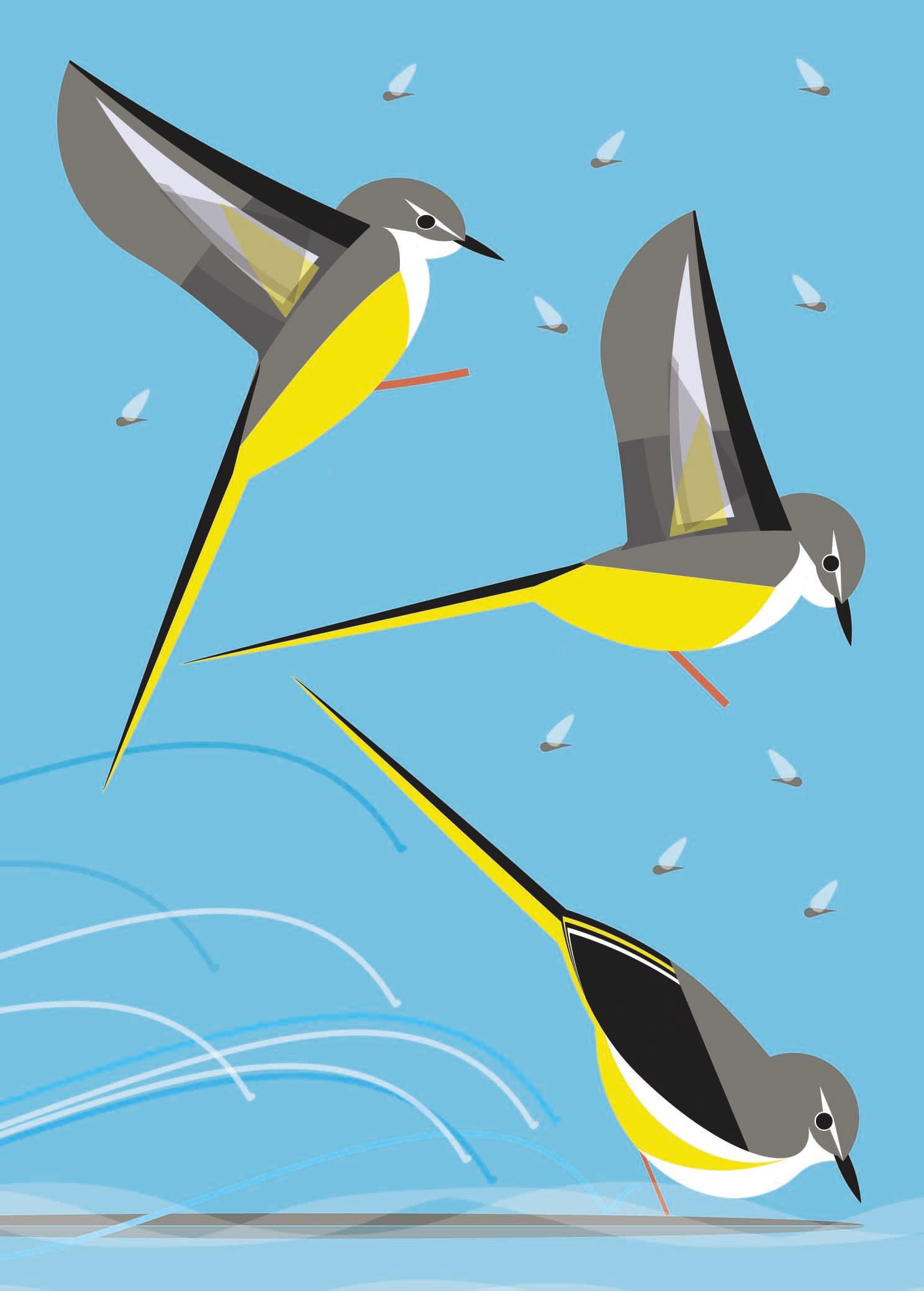 Grey Wagtail 7X5