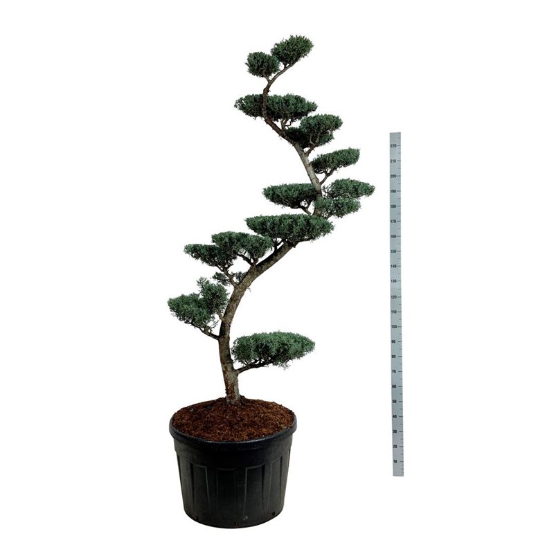 Cupressus ariz. 'Glauca' Bonsai 200-225 P80/C180