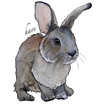 Mössa hare
