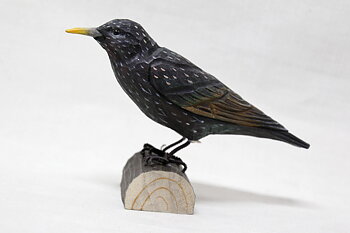 Common starling wood 17x12x5 cm