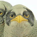 Paul Hoff (Arctic 1984) Gorgeous Great Gray Owl Babies 20/15 cm