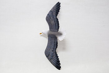 Great black-backed gull Flying 27x11 cm