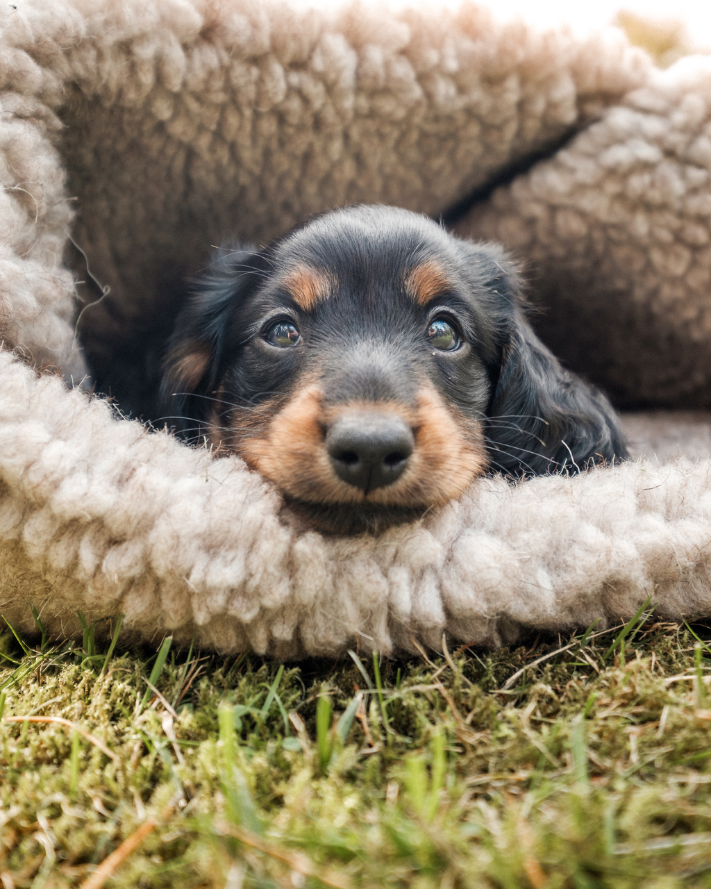 Cloud7 Dog Bed Sleeping Bag - 5