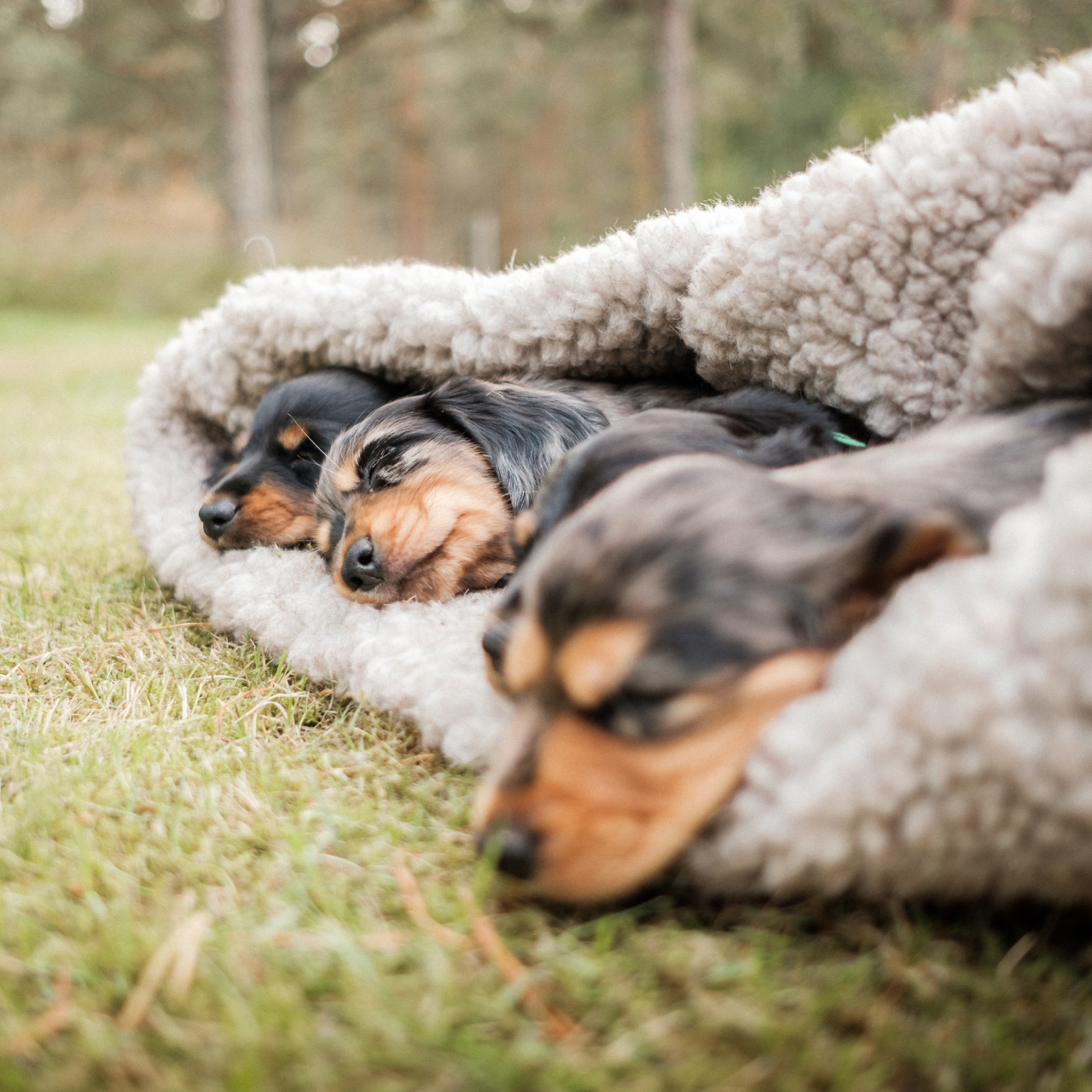 Cloud7 Dog Bed Sleeping Bag - 6