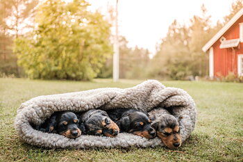 Cloud7 Dog Bed Sleeping Bag
