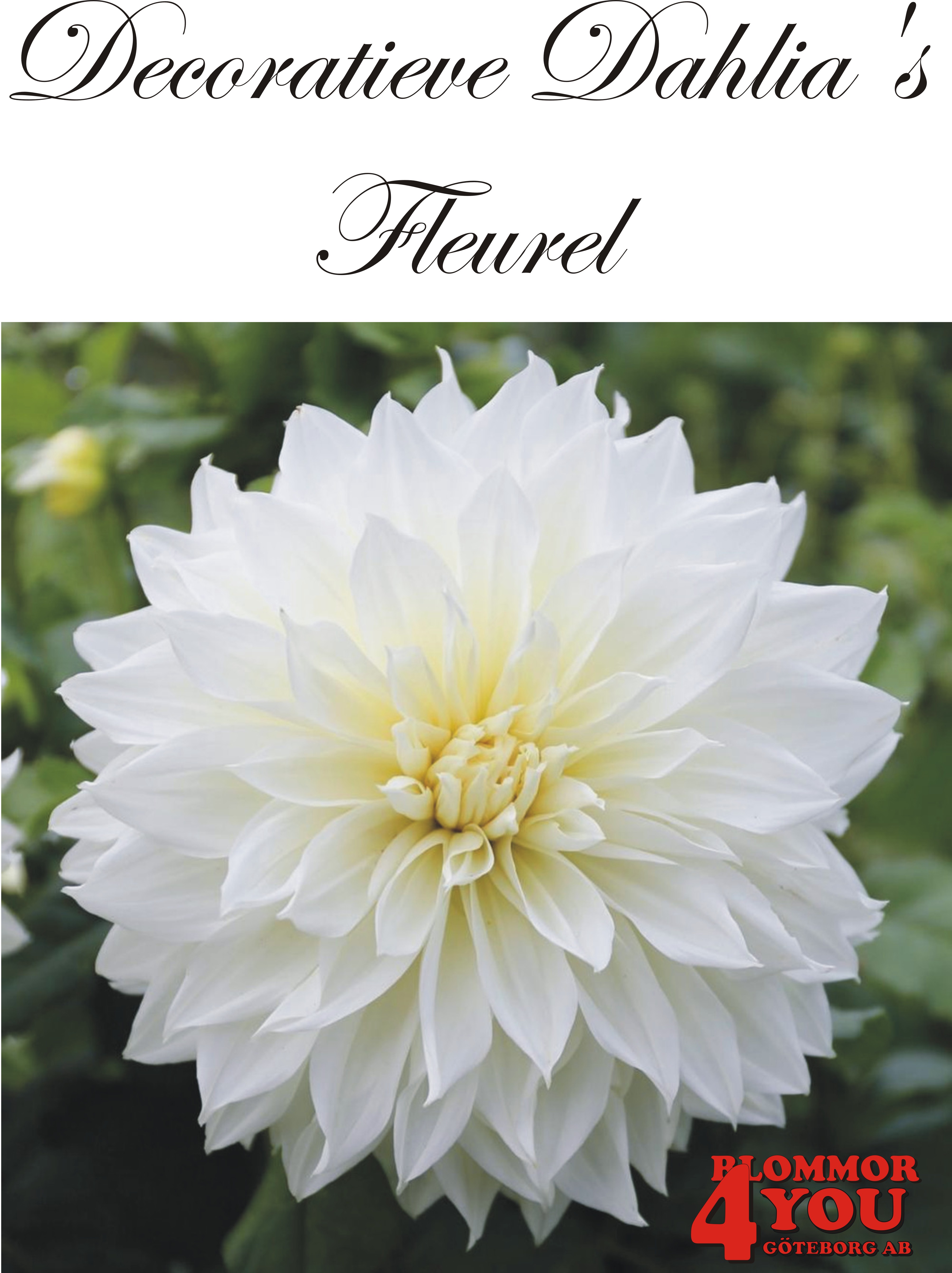 Dahlia Fleurel