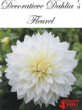 Dahlia Fleurel