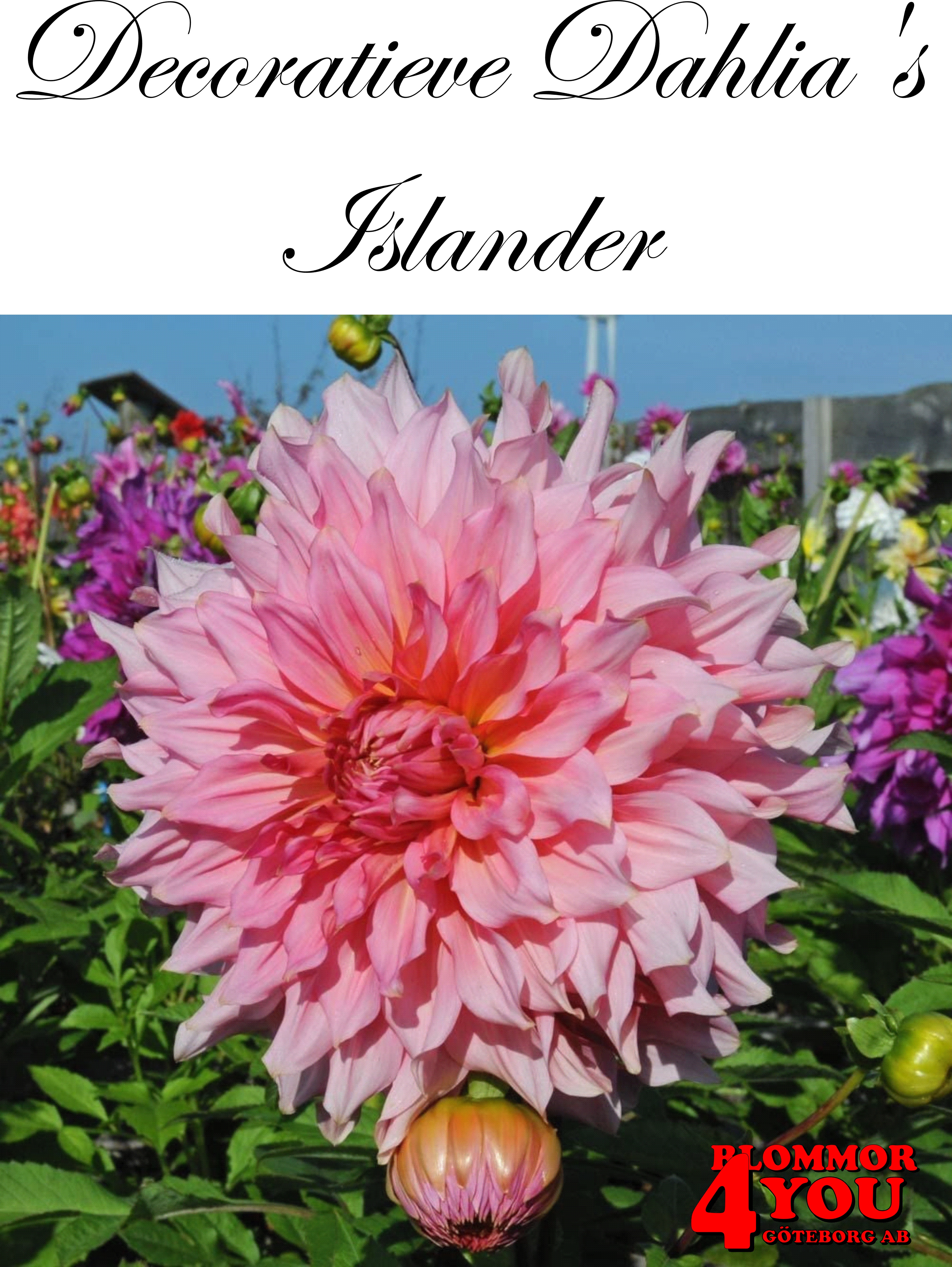 Dahlia Islander