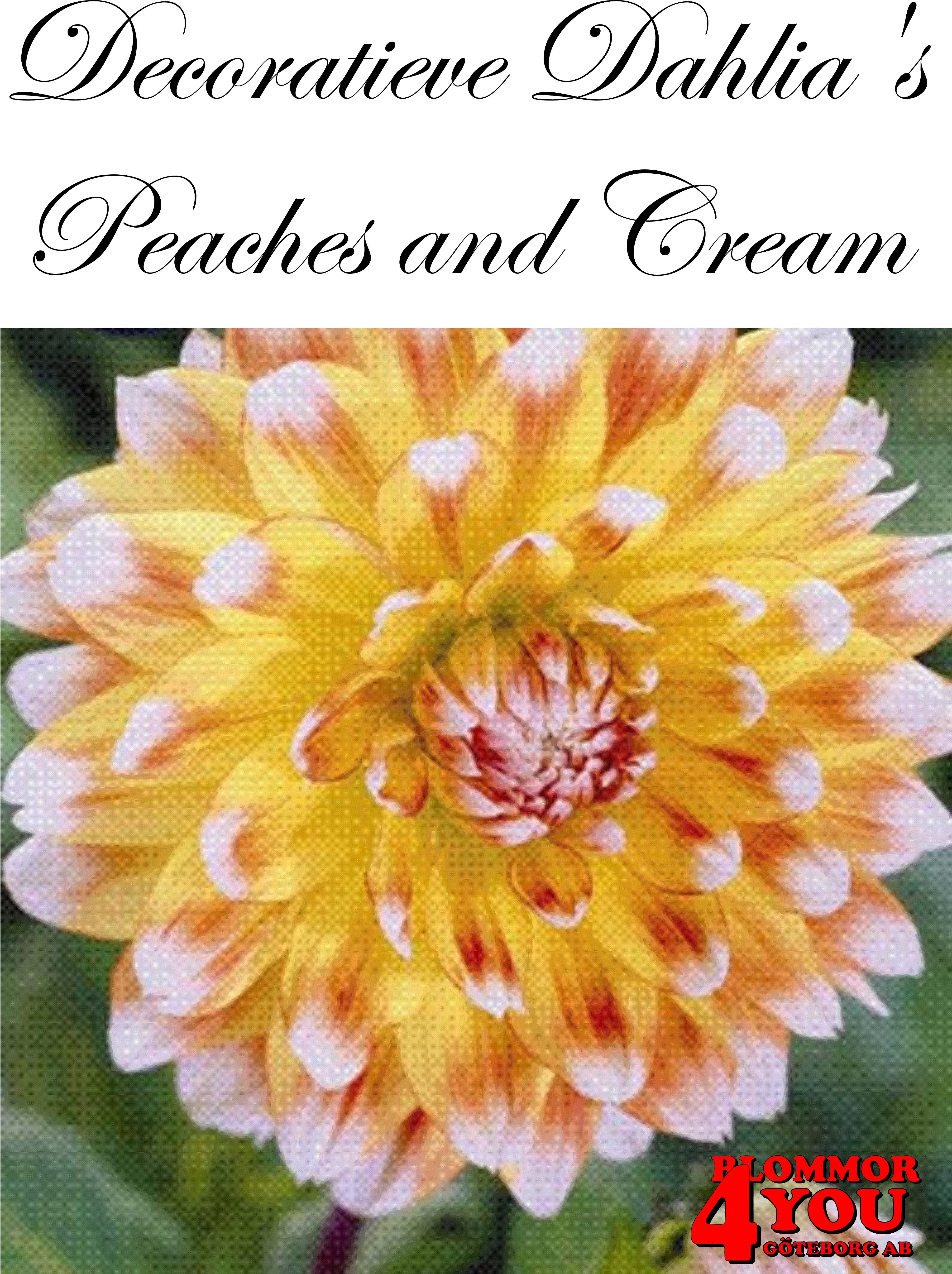 Dahlia Peaches and Cream