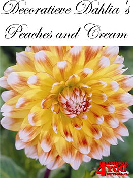 Dahlia Peaches and Cream