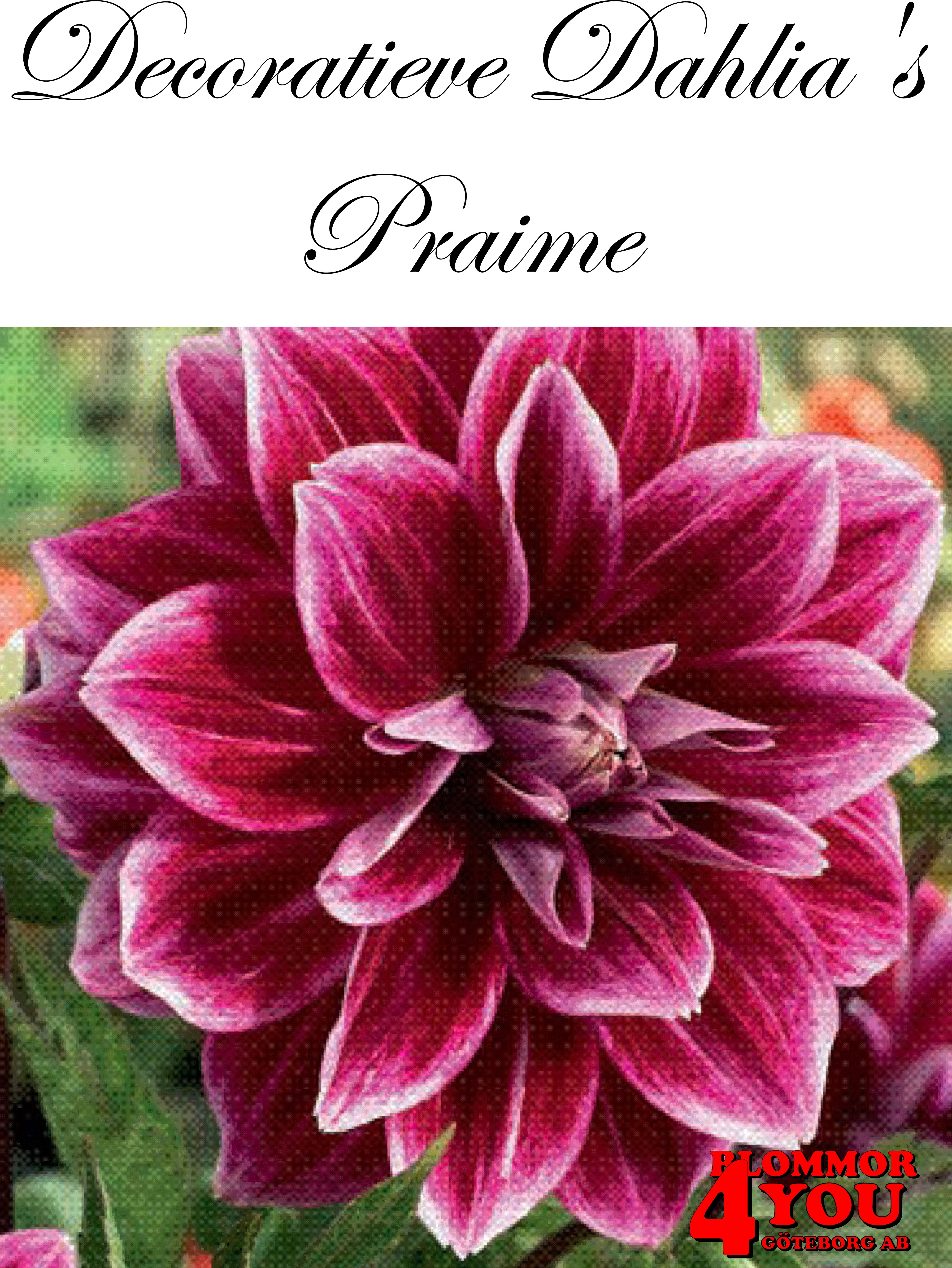 Dahlia Praime