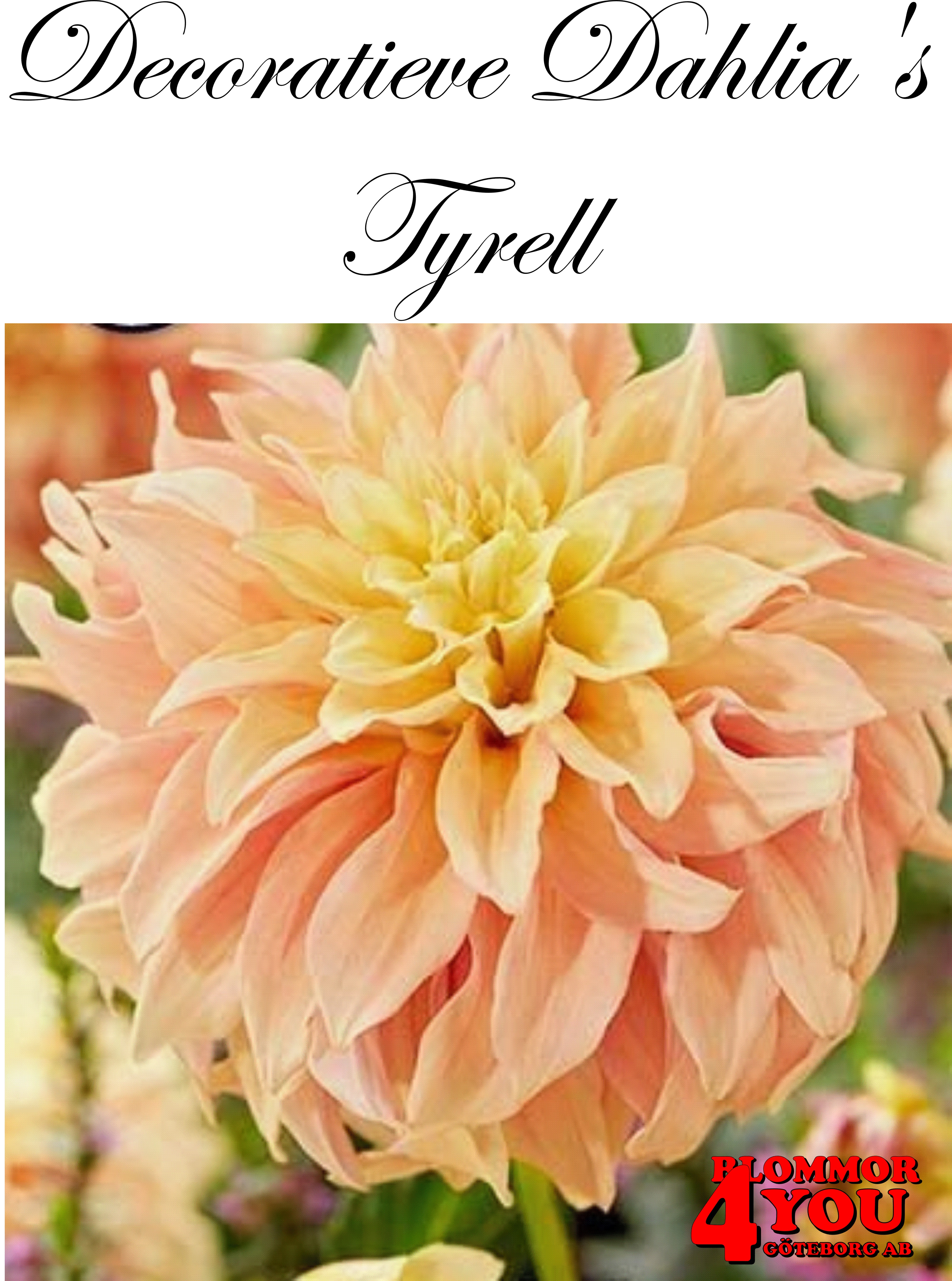 Dahlia Tyrell