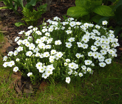 1840  Arenaria montana  I  Svenskt namn  :Bergnarv  I  Krukstorlek   : 11c  I  Förväntad Höjd  :  10 cm  I  Blomningstid :  maj-juni - 3