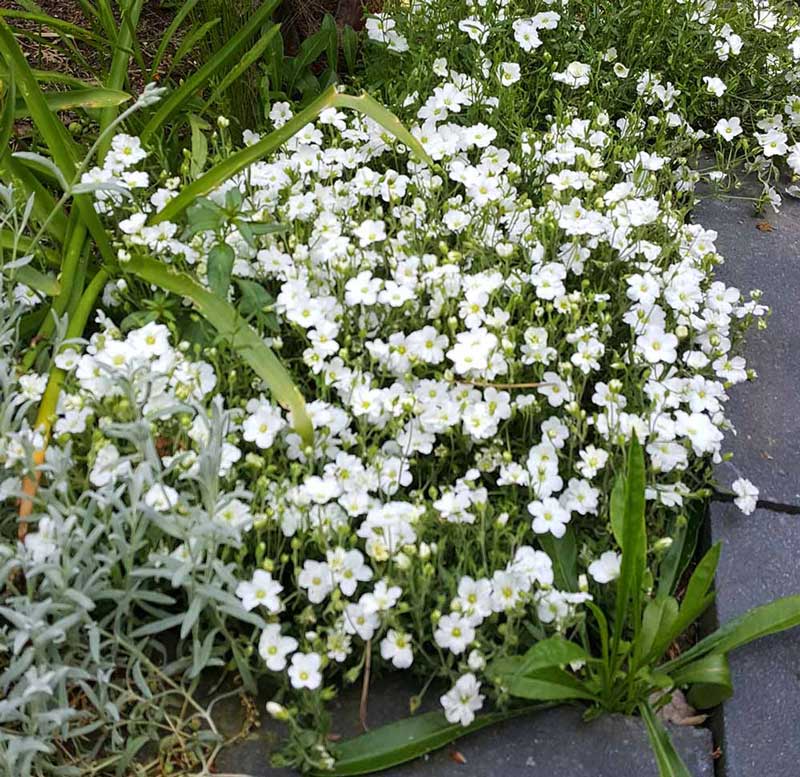 1840  Arenaria montana  I  Svenskt namn  :Bergnarv  I  Krukstorlek   : 11c  I  Förväntad Höjd  :  10 cm  I  Blomningstid :  maj-juni - 2