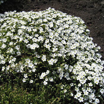 1840  Arenaria montana  I  Svenskt namn  :Bergnarv  I  Krukstorlek   : 11c  I  Förväntad Höjd  :  10 cm  I  Blomningstid :  maj-juni