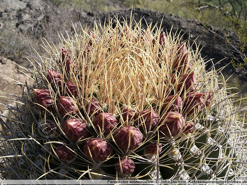 Ferocactus cylindraceus v. eastwoodiae