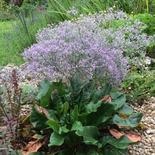 6011  Limonium platyphyllum Blauer Diamant  I  Svenskt namn  :Silverrisp  I  Krukstorlek   : 11c  I  Förväntad Höjd  :  50 cm  I  Blomningstid :  juli-aug - 4