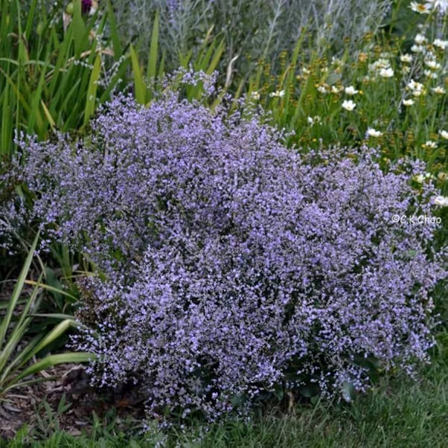 6011  Limonium platyphyllum Blauer Diamant  I  Svenskt namn  :Silverrisp  I  Krukstorlek   : 11c  I  Förväntad Höjd  :  50 cm  I  Blomningstid :  juli-aug - 2