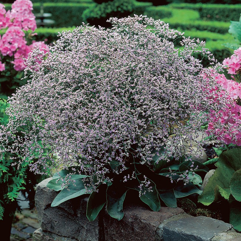6011  Limonium platyphyllum Blauer Diamant  I  Svenskt namn  :Silverrisp  I  Krukstorlek   : 11c  I  Förväntad Höjd  :  50 cm  I  Blomningstid :  juli-aug - 3