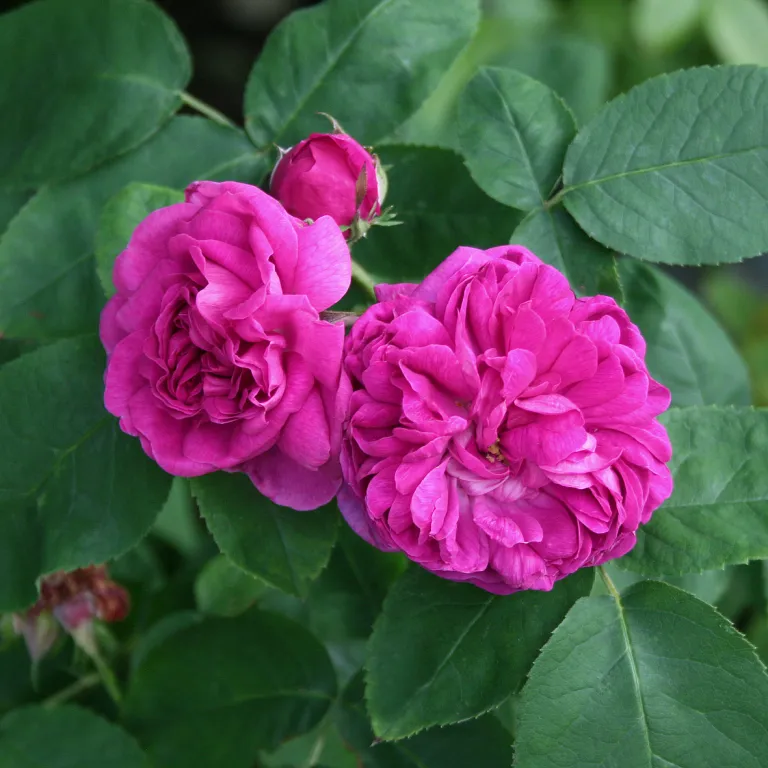 Gammaldags buskros   ROSE DE RESCHT    A-kv PC