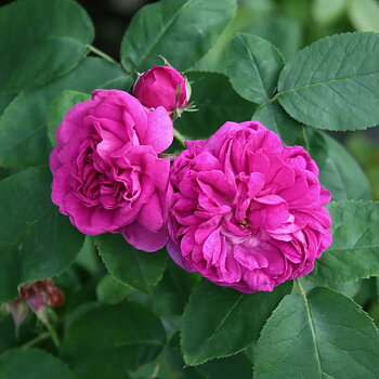 Gammaldags buskros   ROSE DE RESCHT    A-kv PC