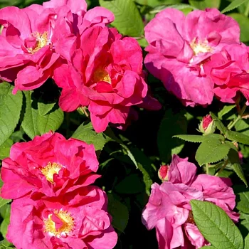Gammaldags buskros   Officinalis     A-kv PC