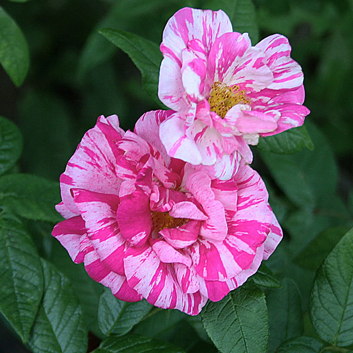 Gammaldags buskros   ROSA MUNDI    A-kv PC - 3