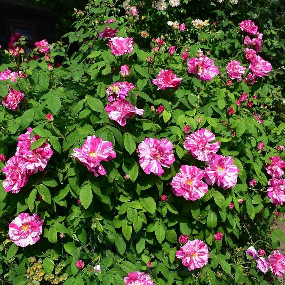 Gammaldags buskros   ROSA MUNDI    A-kv PC - 2