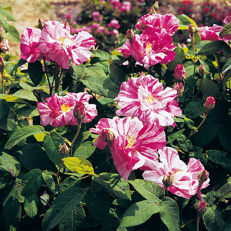 Gammaldags buskros   ROSA MUNDI    A-kv PC