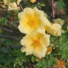 Gammaldags buskros  Rosa hugonis  A-kv PC - 2