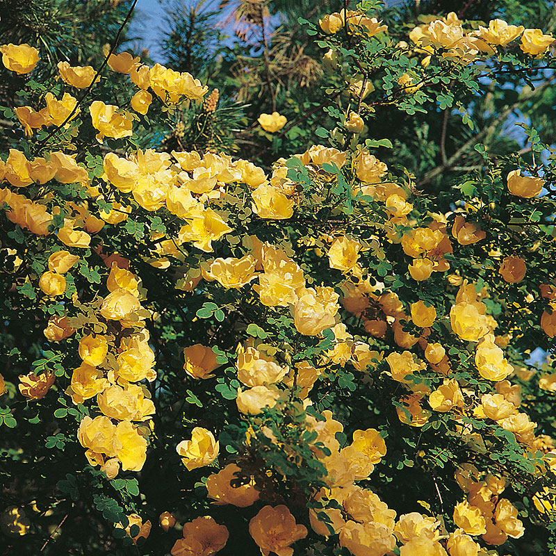 Gammaldags buskros  Rosa hugonis  A-kv PC