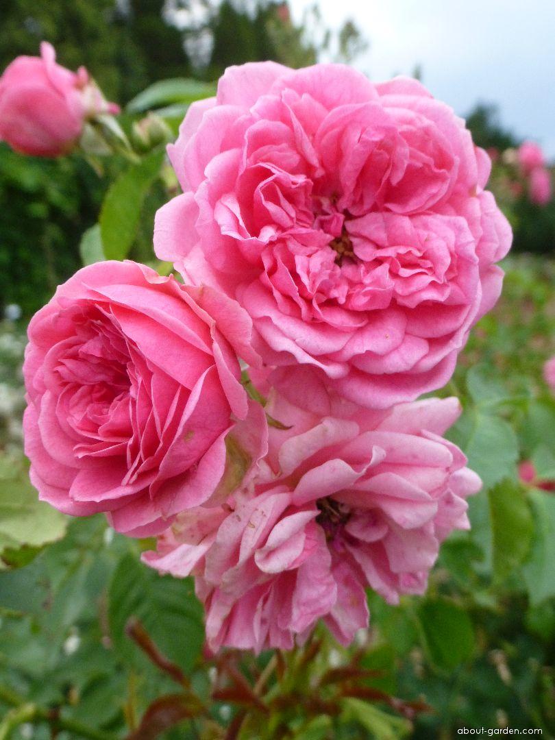 Buskros   Rosa (MoB) Elmshorn - 2