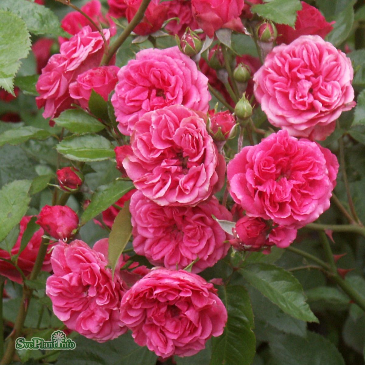 Buskros   Rosa (MoB) Elmshorn