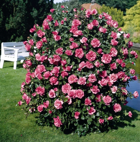 Rosa (MoB) Romanze® (Tanezamor)