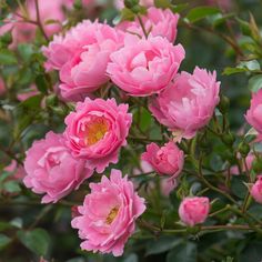 Rosa (MoB) Sommerwind (Korlanum)