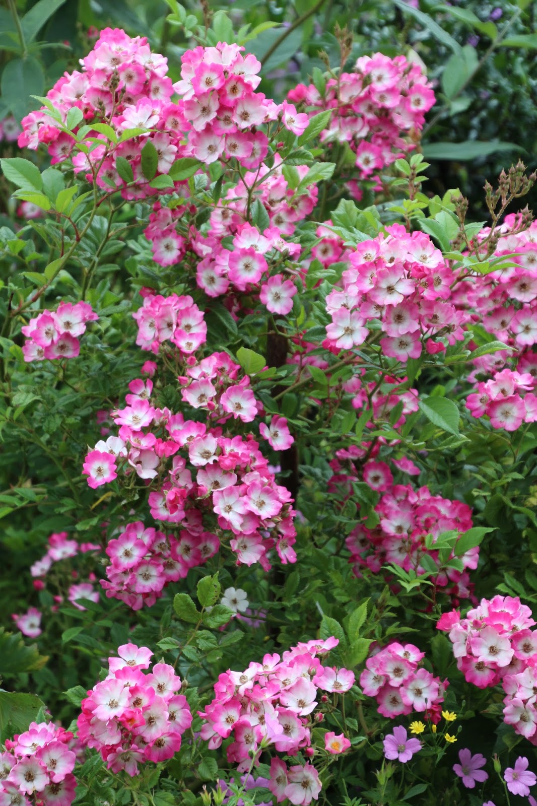 Rosa (Mosch) Mozart