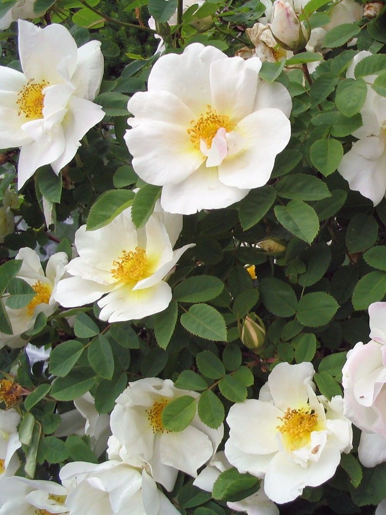 Rosa (Moyesii) Nevada  A-kv PC 4.Liter