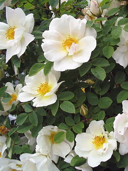 Rosa (Moyesii) Nevada  A-kv PC 4.Liter