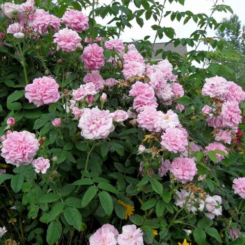 Gammaldags buskros / Portlandros  ROSE JACQUES CART    A-kv PC
