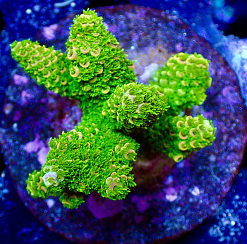 Acropora spp.