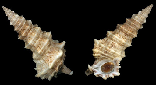 Cerithium Nodulosum Giant knobby creeper